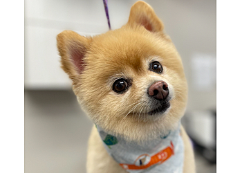 Rochester Pet Grooming Bark Avenue Dog