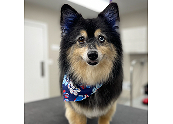 Rochester Pet Grooming Bark Avenue Dog