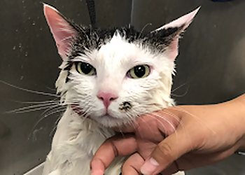 Costa Mesa Pet Grooming Bark Bath