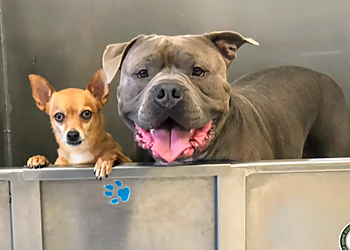 Bark Bath  Costa Mesa Pet Grooming image 1