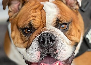 Louisville Dog Training Bark Busters Home Dog Training