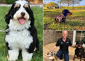 Louisville Dog Training Bark Busters Home Dog Training