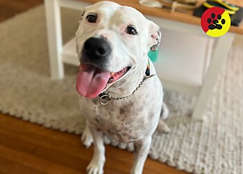 San Diego Dog Training Bark Busters Home Dog Training