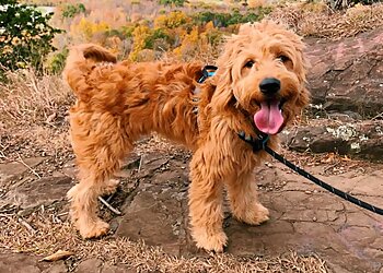 Waterbury Dog Training Bark Busters Home Dog Training