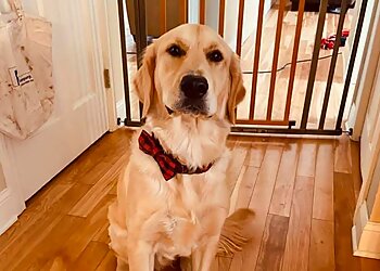 Waterbury Dog Training Bark Busters Home Dog Training