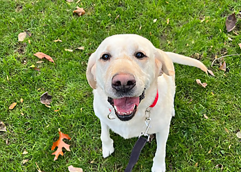 Bark Busters Home Dog Training - Yonkers, NY Dog Training - Service Image
