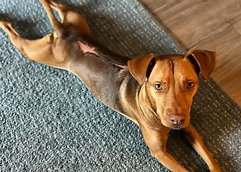 Boston Dog Training Bark Busters Home Dog Training Boston North