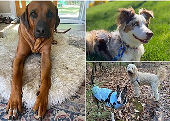 Boston Dog Training Bark Busters Home Dog Training Boston North