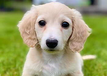 Minneapolis Dog Training Bark Busters Home Dog Training Minneapolis-St. Paul