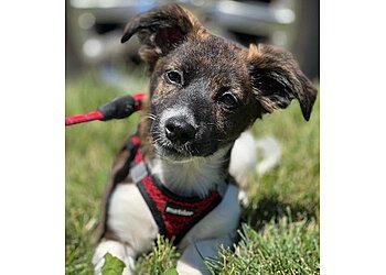 Yonkers Dog Training Bark Busters Home Dog Training New York City