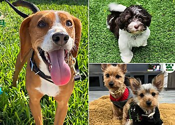 Yonkers Dog Training Bark Busters Home Dog Training New York City