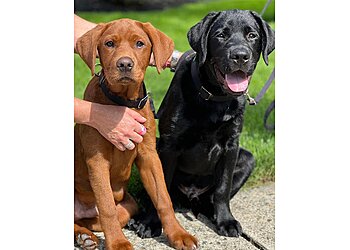 Bark Busters Home Dog Training New York City Yonkers Dog Training image 1