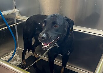 Phoenix Pet Grooming Bark If You’re Dirty