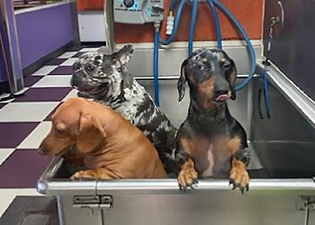 Scottsdale Pet Grooming Bark If You’re Dirty