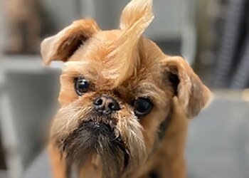 Scottsdale Pet Grooming Bark If You’re Dirty