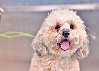 BarkSuds - Tampa, FL Pet Grooming - Project Image