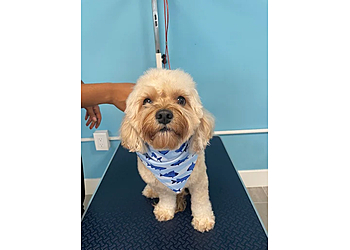 Washington Pet Grooming BarkSuds Washington