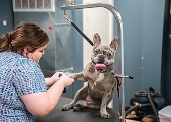 Indianapolis Pet Grooming Barkefellers
