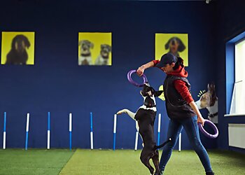 Indianapolis Dog Training Barkefellers Indianapolis West