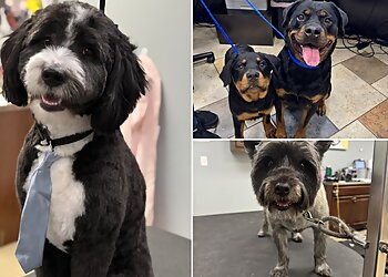 Indianapolis Dog Training Barkefellers Indianapolis West