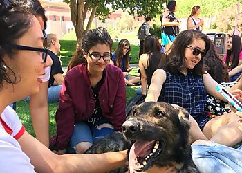 El Paso Dog Training Barker Haus Kennels