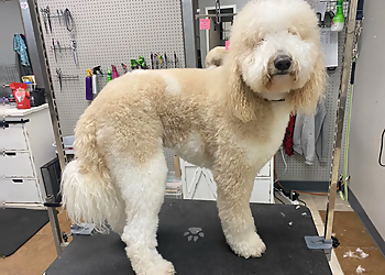 Springfield Pet Grooming Barker Shoppe