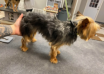 Springfield Pet Grooming Barker Shoppe