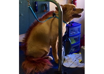 3 Best Pet Grooming in Albuquerque, NM - Expert Recommendations