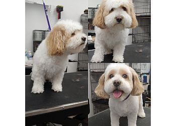 Picture of 3 Best Pet Grooming in Cleveland, OH - ThreeBestRated