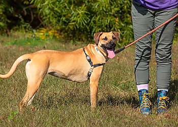 Barking Hound Village - Atlanta, GA Dog Training - Service Image