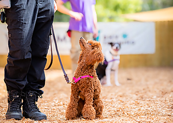 Barking Hound Village Barking Hound Village - Atlanta, GA Dog Training - Work Image