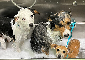 Barking Lot Groom Salon For Dogs Montgomery Pet Grooming