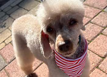 Barking Spot - Chula Vista, CA Pet Grooming - Service Highlights