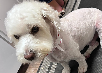 Barking Spot Barking Spot - Chula Vista, CA Pet Grooming - Service Image