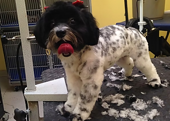 Rancho Cucamonga Pet Grooming Barks & Bones Boutique