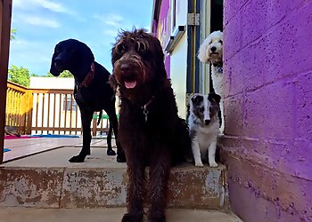 Baltimore Dog Walkers Barks and Blooms Dog Walking Company