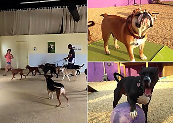 Baltimore Dog Walkers Barks and Blooms Dog Walking Company