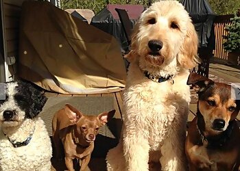 Barks and Blooms Dog Walking Company Baltimore Dog Walkers image 1