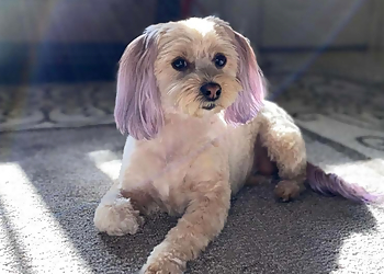 Salinas Pet Grooming Barks and Bubbles Pet Salon