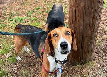 Richmond Dog Walkers Barksley Dog Walking