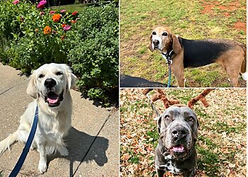 Richmond Dog Walkers Barksley Dog Walking