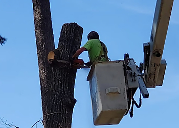 Jackson Tree Services Barone's Tree Pros LLC