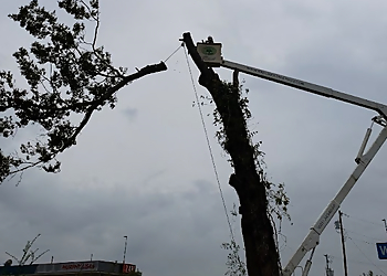 Jackson Tree Services Barone's Tree Pros LLC