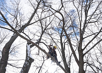 Boston Tree Services Barrett Tree Service East, Inc.