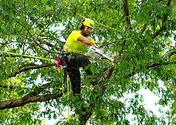 Augusta Tree Services Bartlett Tree Experts