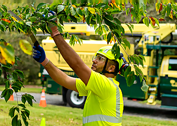 Syracuse Tree Services Bartlett Tree Experts