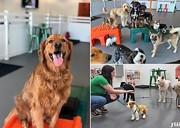 Las Vegas Dog Training Barx Parx