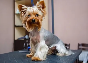 Sacramento Pet Grooming Bath & Biscuits