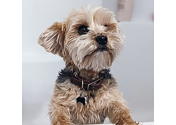 Pasadena Pet Grooming Bathe R Doggie