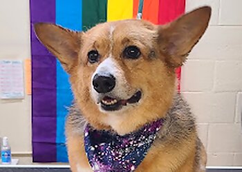 Birmingham Pet Grooming Baths Barks & Bubbles Pet Spa Inc.